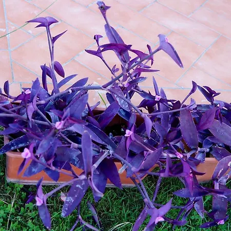 Parcoverdepino באסטיה אומברה