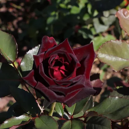 בית הארחה Parcoverdepino